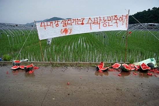합천창녕보 담수로 인해 경북 고령군 우곡면 연리들의 지하수위 상승으로 인해 수박농사를 망친 농민들이 2011년 현장에서 시위를 하고 있다
