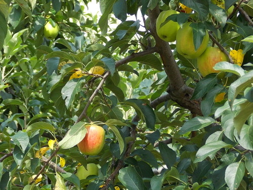 홍로는 새빨간 사과다. 한 여름 일조량을 풍부하게 받아야 빨게진다. 
사진에 등장한 사과는 색이 아직 안 들었다. 