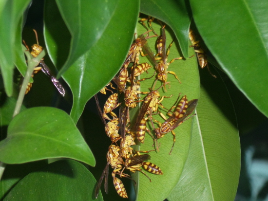 나뭇잎에 붙어있는 벌들