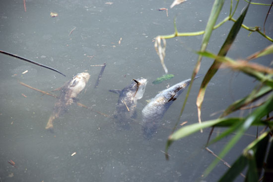 탁도가 심한 금강 곳곳에서는 죽은 물고기가 쉽게 눈에 들어왔다.
