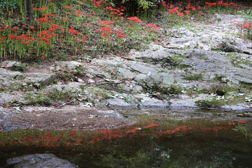불갑사의 개울을 따라 피어난 붉은상사화. 물에 비친 모습까지도 아름답다.
