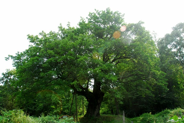 화성시 서신면 전곡리 마을 위편에 자리하고 있는 천연기념물 제470호로 지정이 되어있는 물푸레나무 