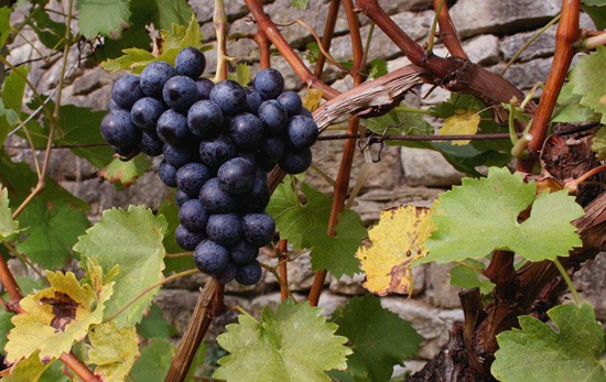 비가 많이 내리는 등 날씨의 탓으로 이탈리아 포도농사가 잘 되지 않으면서, 이탈리아 와인 업계들이 울상을 짓고 있다. 