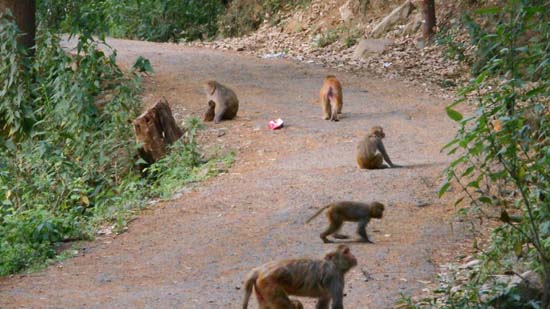 산책길을 점거하고 있는 원숭이들