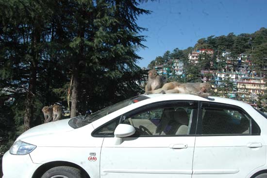 자동차 위에 퍼질러 누워 조폭처럼 나를 째려보았던 원숭이들