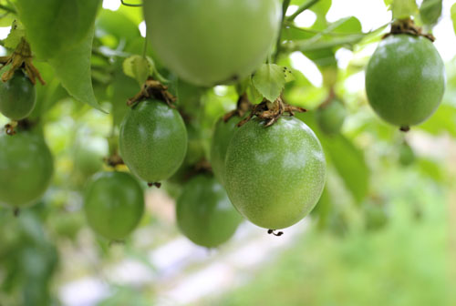 정공순 씨가 노지에서 키운 열대과일 백향과의 열매. 진녹색의 열매가 익으면서 검붉은색으로 변한다. 크기가 참다래와 비슷하거나 조금 크다. 