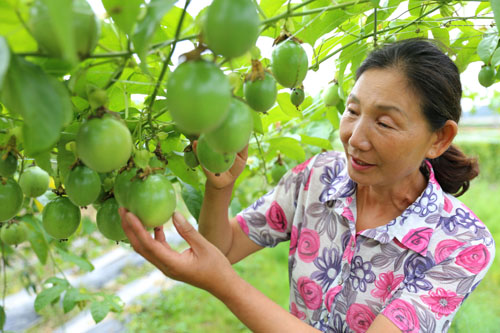 정공순 씨가 열대과일 백향과를 살펴보고 있다. 정씨는 2년 전 고향으로 귀농해 노지에서 백향과를 재배하고 있다.