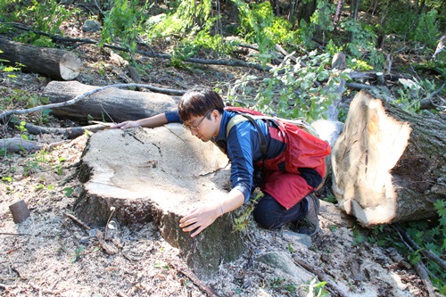 이렇게 큰 나무는 이식대상에조차 끼지도 못했다. 9월 17일 가리왕산에서 잘려나갔다. 