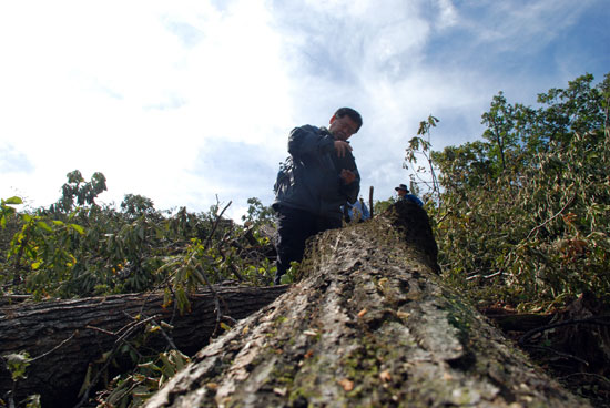 전국에 모든 산을 수렵했다는 이병천 박사가 수령이 100년이 넘어 보이는 신갈나무에서 동공이 없이 깨끗한 상태의 수목은 보기 힘든 지경이라며 사진을 찍고 있다.
