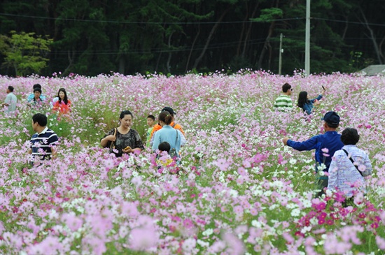 진주시 대평면 내촌리 일원에서 27일 부터 10월 12일까지 코스모스 축제가 열린다.