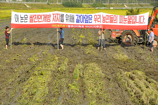 아산시 농민들이 식량주권 지키기 추수파업 논 갈아엎기 시위를 벌이고 있다. 