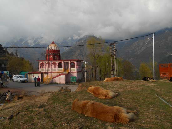 언덕위에 상팔자로 퍼질러 누워 있는 개들 앞으로 펼쳐져 있는 마을앞 사원과 델마레이 설산 