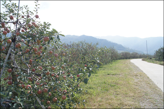 어딜가나 길가에 사과밭이 즐비한 장수 사과 재배농장.
