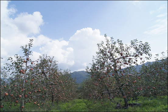 사과 열매인지 꽃인지 멀리선 잘 구분하기 어렵다.