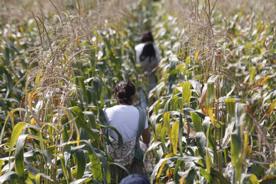 옥수수를 따기 위해 직접 학생들이 조성해 놓은 옥수수 밭을 들어가서 옥수수 따기 체험에 나서고 있는 시민들의 모습