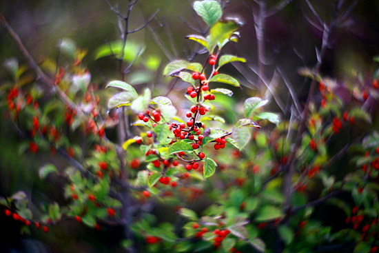 붉은 열매가 아름다운 나무, 꽃은 봄날에 이파리 아래에서 수줍게 피어난다.