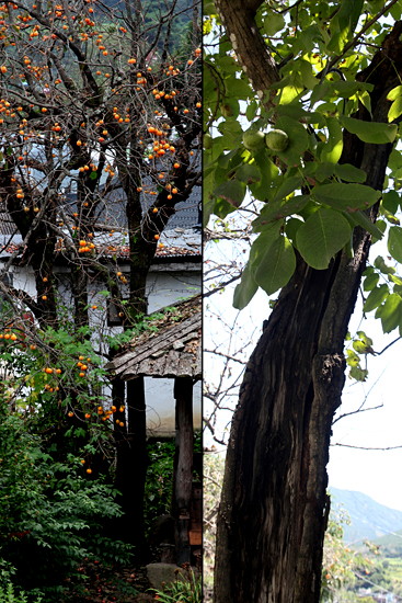 일찍 감이랑 잎이 떨어진 감나무와 생명력 강한 호두나무.