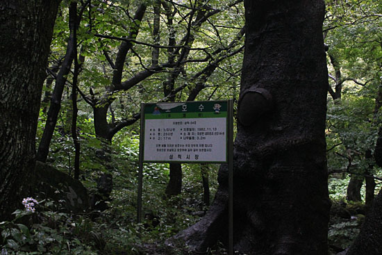 천은사 느티나무. 1982년 보호수로 지정될 당시 수령이 250년. 지금은 수령이 280년이 넘는 셈이다. 천은사에는 이런 느티나무들이 10여 그루가 있다.
