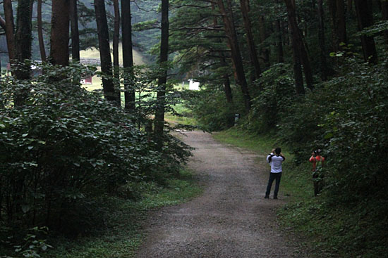  준경묘 들어가는 길. 금관송을 배경으로 사진을 찍고 있는 사람들.