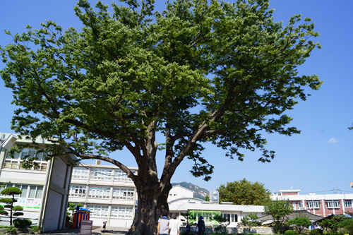 학사루느티나무