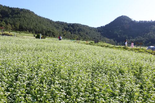 선학동 마을에 활짝 핀 메밀꽃밭. 지난 4일 이곳을 찾은 여행객들이 메밀꽃밭 사이를 걷고 있다.