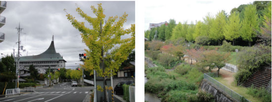 　　일본 나라현 텐리시도 이제 어느덧 가을입니다. 은행잎이 노랗게 물들기 시작했습니다. 