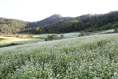 선학동마을 뒷산과 구릉을 하얗게 뒤덮은 메밀꽃밭. 가을에 만나는 설경을 연상케 한다.