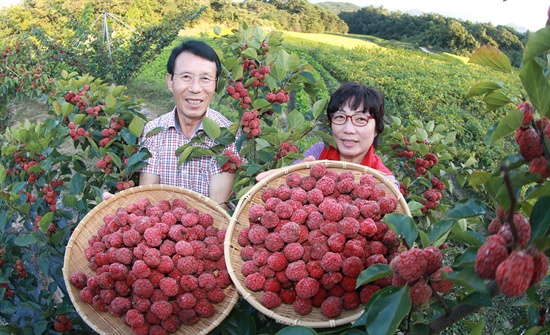  구지뽕 수확.