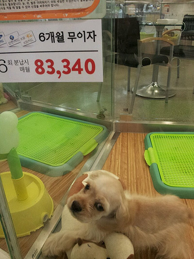 이마트에서 팔리고 있는 강아지. 