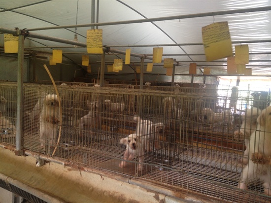 번식업 장에 있는 강아지들. 