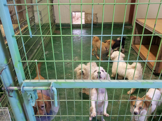 시 위탁 유기동물보호소에 보호되어 있는 강아지들. 