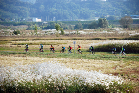  흐드러지게 핀 가을 억새가 햇살에 황홀경을 자아내는 금강에 광명YMCA 볍씨학교 학생들이 자전거를 타고 있다.