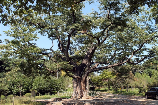 영회원 가는 길에는 400살이 넘는 느티나무가 있다. 