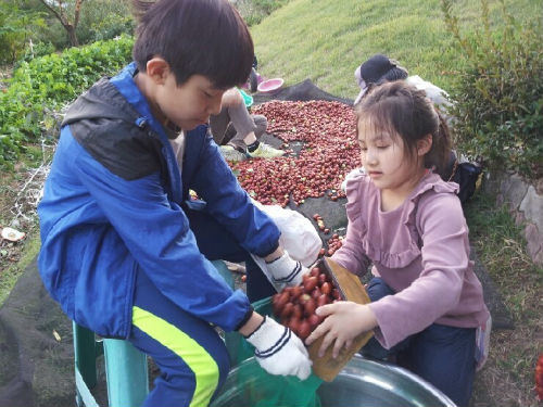 수확한 대추를 상품화 시키는 아들과 딸 일하면서 상인의 정직과 신용에 대해 배우기도 했다. 