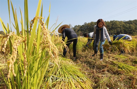 이날 수확한 쌀은 우동사 식구와 공동 경작에 참여한 지인들에게 10Kg 정도씩 나눠주고 사전예약 주문을 통해 판매예정이다.