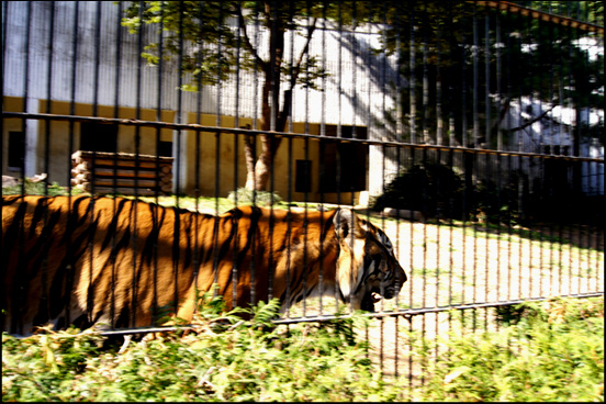 동물원에 백두산 호랑이가 관람객들 앞에 이리저리 왔다갔다를 반복하며 그 위용한 모습을 자랑하고 있다. 