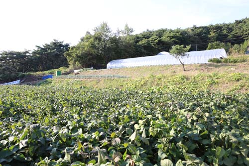 김동석 한국통합의학포럼 공동대표가 운영하는 병원의 텃밭. 환우들의 식단도 이 밭에서 직접 기른 것을 중심으로 짠다.