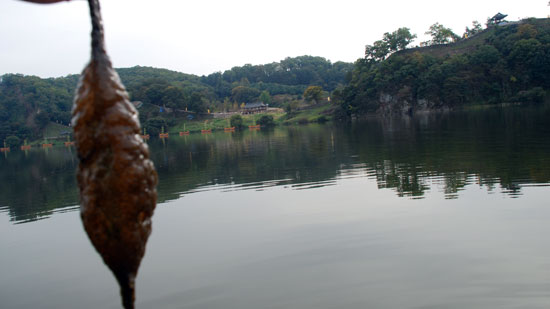  사적 제12호 공산성 강변에도 큰빗이끼버레가 지천으로 널브러져 있다. 인근에서 발견된 이끼벌레만 300마리 이상이다. 