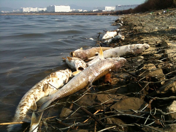 2012년 가을 발생한 낙동강 물고기 떼죽음 사건. 수십만마리의 물고기가 집단폐사 했지만, 당국은 아직까지 그 원인을 밝히지 못했다. 
