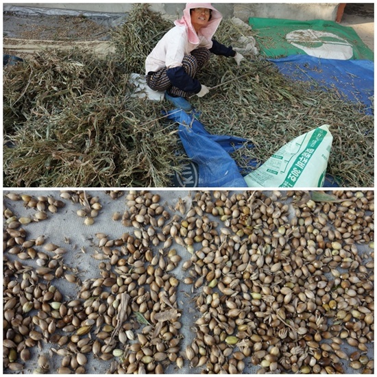         율무를 수확하는 아주머니