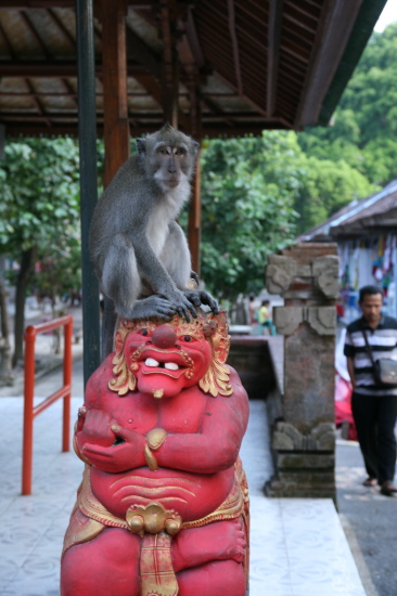 힌두교의 섬 발리에서는 원숭이를 신성시한다.
