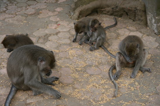 무리 생활을 하는 원숭이 가족이 사이좋게 먹이를 나누어 먹고 있다.
