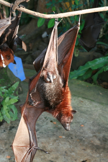 배트맨 같은 망토를 두른 거대 박쥐가 성기를 드러내고 있다.
