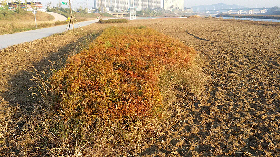  생태하천 곳곳에 조경수로 심은 회양목 나무가 절반 이상 말라 죽었다. 