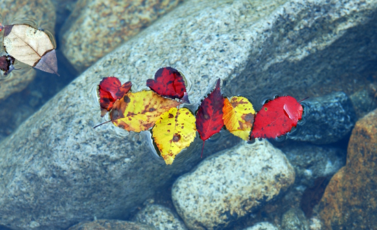 가을에 읽는 원허 스님 이야기는 만산홍엽의 단풍입니다