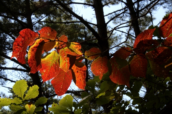 오후 햇살이 숲 전체를 포근하게 감싸 안았다. 오직 붉나무의 붉은 잎이 더욱 붉게 보란 듯이 내려다보고 있었다. 
