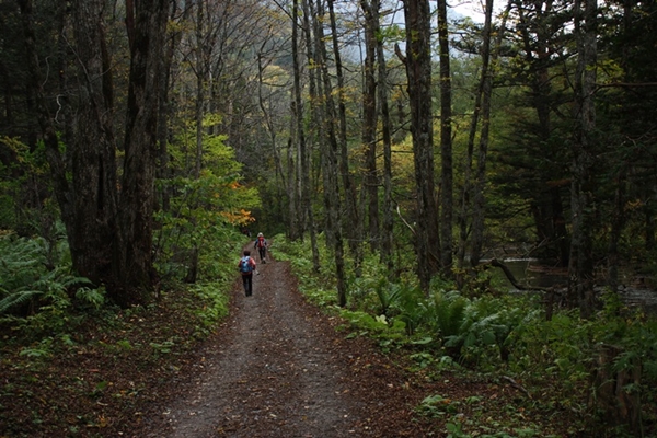 카미코지에서 야리가다케로 오르는 숲길. 평이한 트레킹 코스로 일반인도 산책하기 좋다.