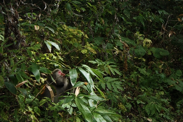 요오코 산장을 지나 등산로에서 만난 야생 원숭이. 