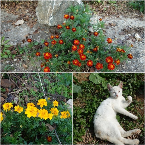        시골집 마당가에 핀 메리골드와 햇살을 즐기는 고양이