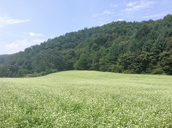 예전에는 메밀꽃밭이 그리 넓지 않았다고 하는데 관광지화가 된 뒤로는 여기저기 넓게 펼쳐진 메밀꽃을 볼 수 있게 됐다. 